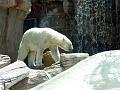 Zoo P1010943
